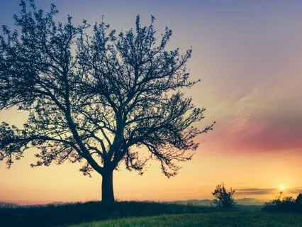 Grounded Mindfulness Practice