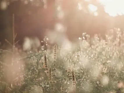 Grounded Morning Connection