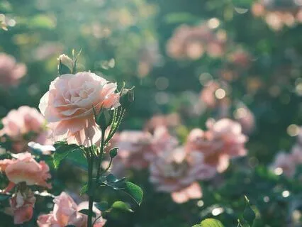 Grounded Mysteries Of The Mystical Rosary