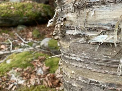 Grounded On The Earth