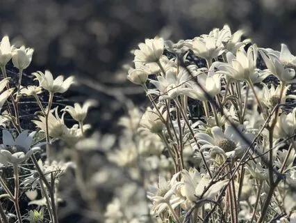Grounded Presence: Root Chakra Affirmation Meditation