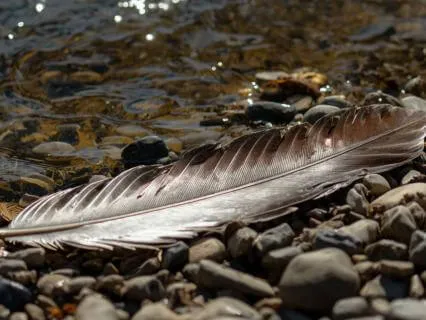 Grounded Presence | Yoga Nidra