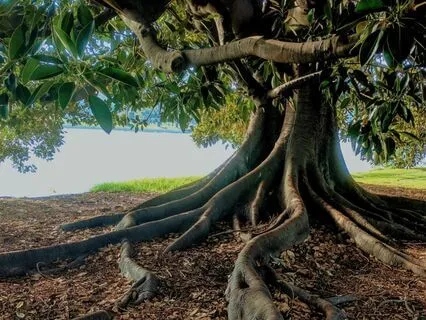 Grounded Tree Meditation