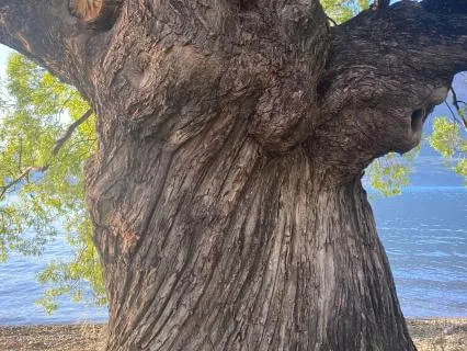 Grounded With The Wisdom Of The Tree