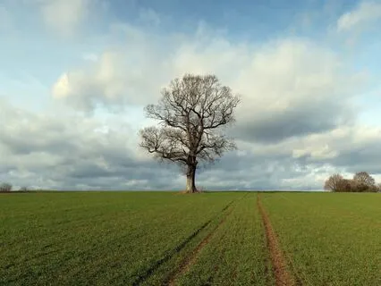 Grounding | Like A Mighty Oak | Meditation