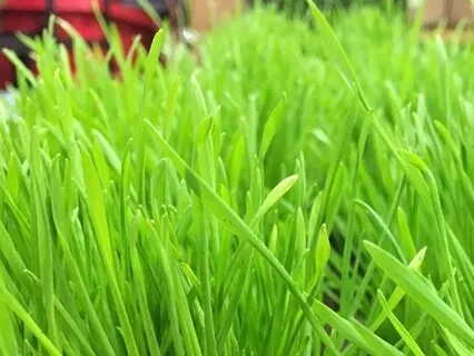 Grounding 5 Minute Reset Meditation 