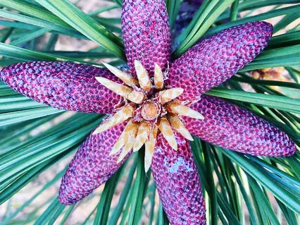 Grounding - A Vibrational Sound Meditation