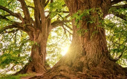 Grounding And Balancing