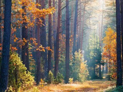 Grounding And Becoming Present: Earth Element