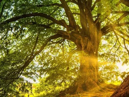 Grounding And Calming Meditation With Koshi Chimes