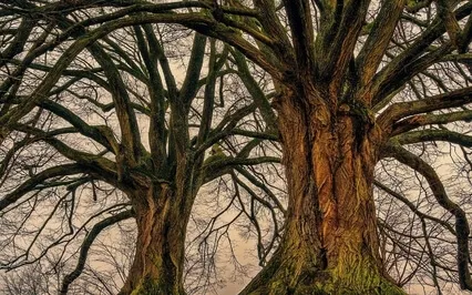 Grounding And Centering In Troubled Times