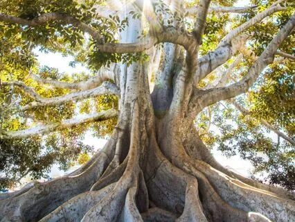 Grounding And Clearing Through Mother Earth