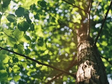 Grounding & Compassion For Uncertain Times