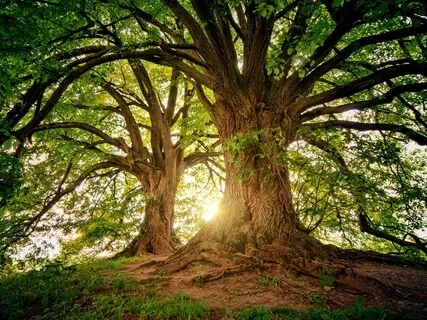 Grounding And Deep Sound Healing Breathwork And Meditation