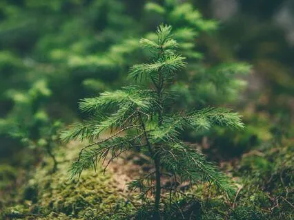 Grounding And Expanding Your Heart