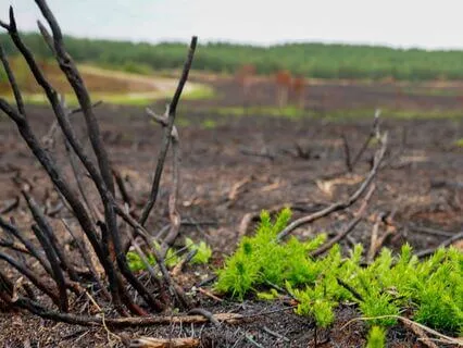 Grounding And Healing For Wildfire Recovery