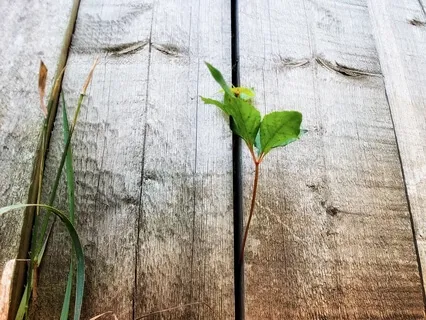 Grounding And Opening