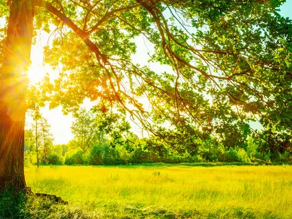 Grounding & Reconnection With Mother Earth