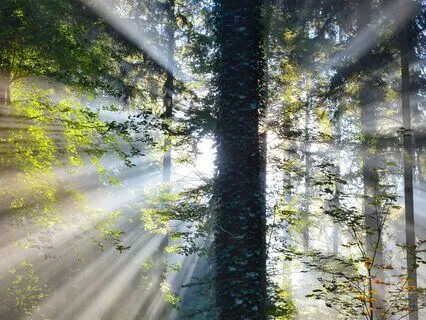 Grounding And Relaxing Into Aliveness (I Am)