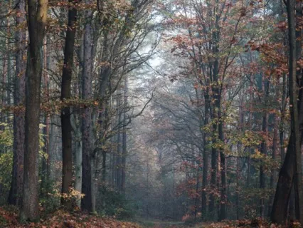 Gong Sound Bath Meditation