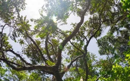 Grounding & Releasing With Trees