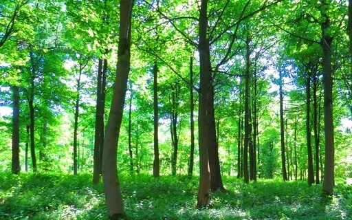 Grounding & Self-Care…Let's Just Meditate