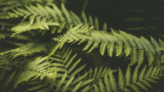 Grounding Attention In The Present  - 5 Minute Daily Insight