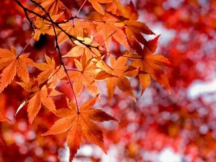 Grounding Autumn Meditation