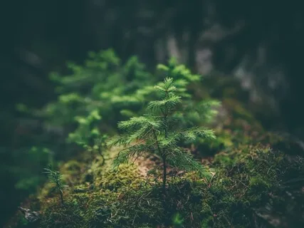 Grounding Awareness Of Breath