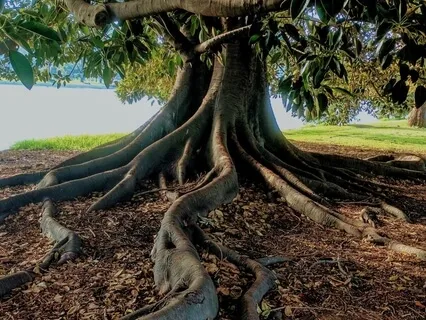 Grounding Back To Earth Meditation