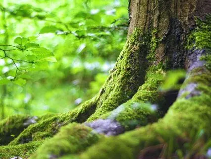 Grounding & Balancing: Tree Of Life Chakra Meditation