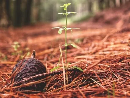Grounding Breath & Body Check-In