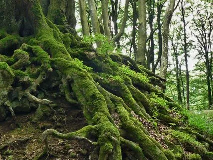 Grounding Breathwork For Reconnecting To Your Roots