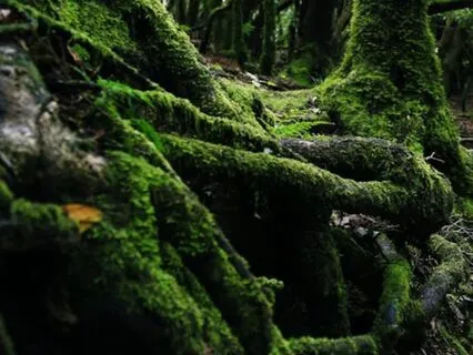 Grounding Calm: Gently Restore Peace And Balance