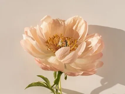 Grounding: Calm Your Nerves And Shine In Your Presentation