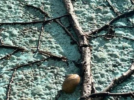 Grounding Cocoon