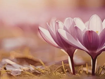 Grounding Commitment Through Breath And Body