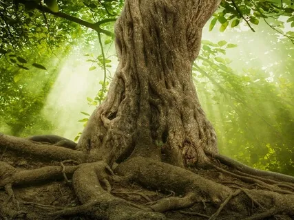 Grounding Cord Meditation For Cellular Enlightenment