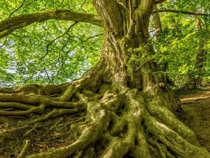 Grounding Down Through Your Chakras