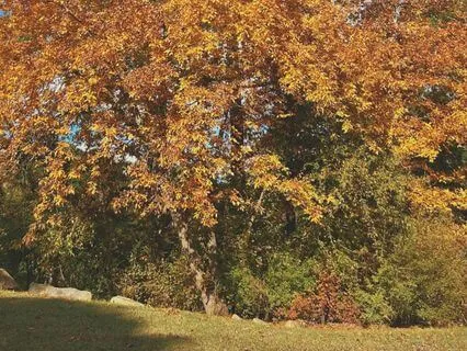 Grounding Earth Connection