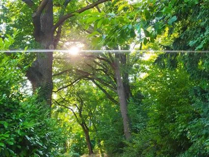 Grounding Earth Healing With Heart Blessings | Earth Day