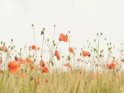 Grounding Earth Meditation