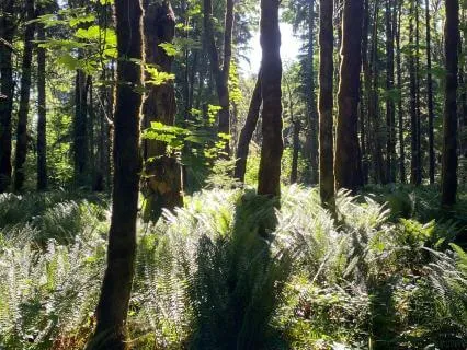 Grounding Embodiment Meditation