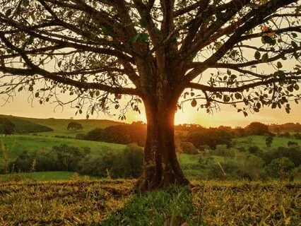 Grounding & Empowerment Meditation