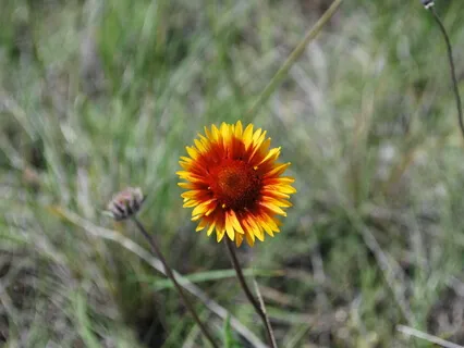 Grounding Energy Meditation