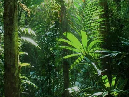 Grounding For Anxiety & Overthinking | Rainforest Stillness