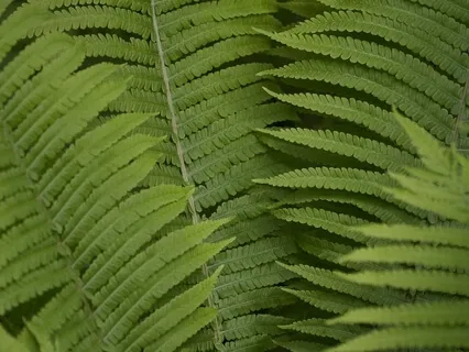 Grounding For Distress