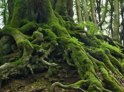 Grounding For Empaths & Highly Sensitive People