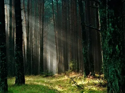 Grounding Forest Bath Yoga Nidra