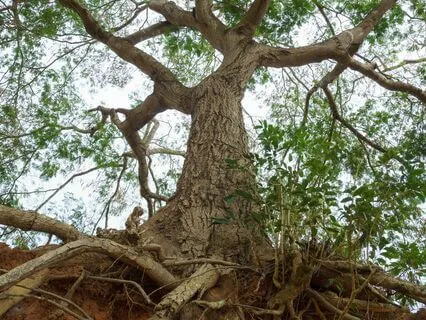 Grounding From Within